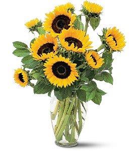 tf66-1 shining sunflower.jpg